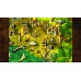 Cultures - Northland Steam Key GLOBAL
