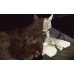 Shelter 2 Steam Key GLOBAL